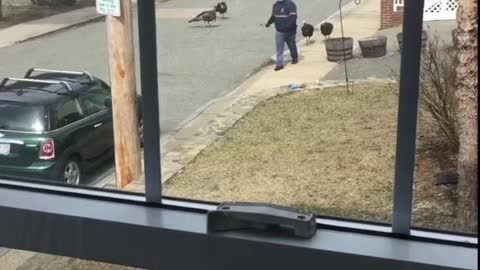 Territorial Turkeys Intimidate Mailman