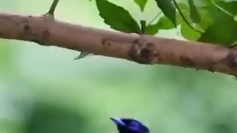 Long Tail Dancing Bird #shorts #shortvideo #video #virals #videoviral