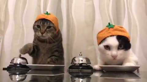 You very most see this trained cats