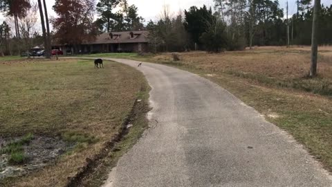 Poppy, Brady & I taking a walk in my driveway.