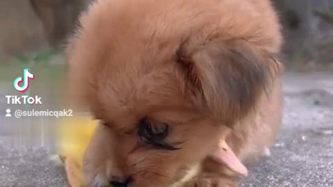 Cute duck and puppy freindship