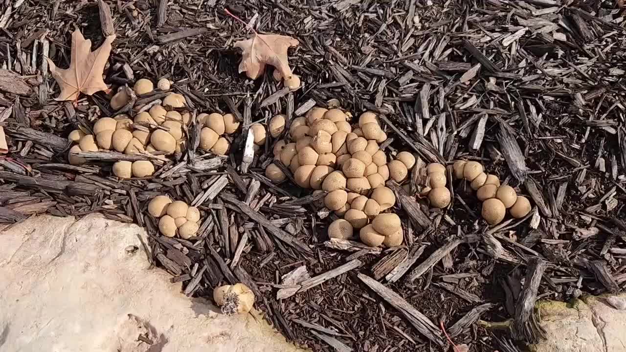Fall Mushroom Forage: Pig Skin Puffball Scleroderma citrinum ...