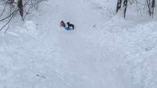 French Bulldogs Go Sleddin