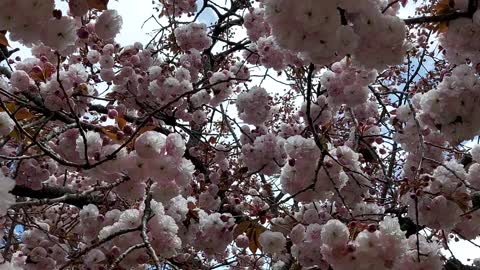 The cherry blossoms are in full bloom.