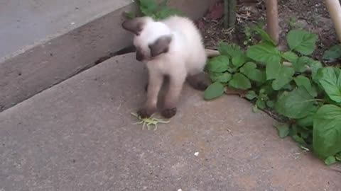 White cat playing with toy