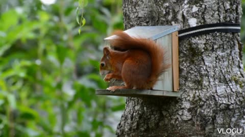 Cute squirrel eating