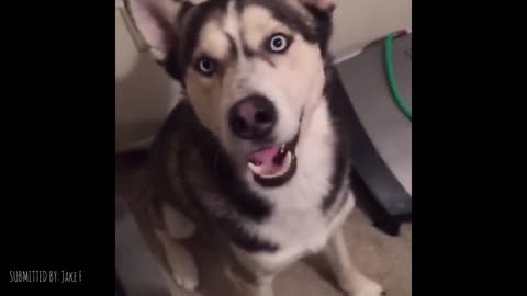 Husky Says I Love You