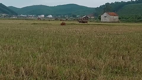 Vietnamese rural scene