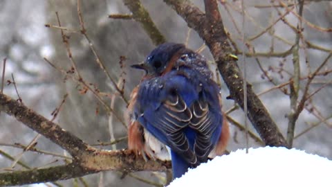 Bluebird