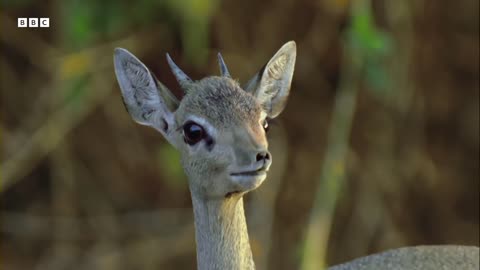 Termites Take on Giraffes | How Nature Works | BBC Earth