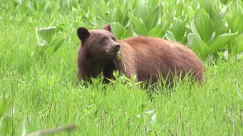 Wildlife in Vivid Detail: Spectacular 4K 60fps Animal Video Footage Unleashed