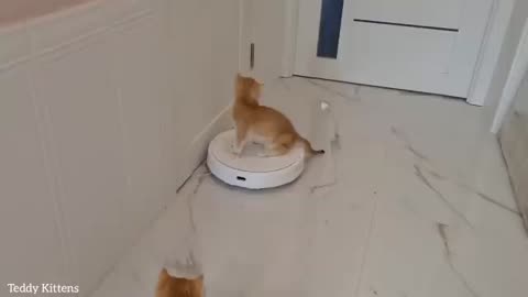 Cat is cleaning with the help of robot vacuum cleaner