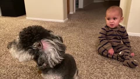 Cute Babies Playing With Dogs