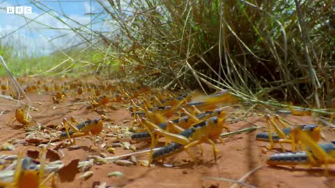 Locust Plague Devours 40,000 Tonnes of Vegetation | Earth's Tropical Islands | BBC Earth