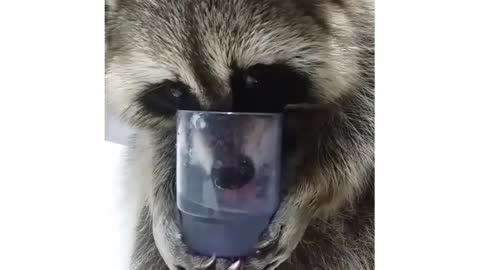 Raccoon drinks water just like a human!