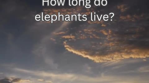 Elephant Fact 1 - How long do elephants live?