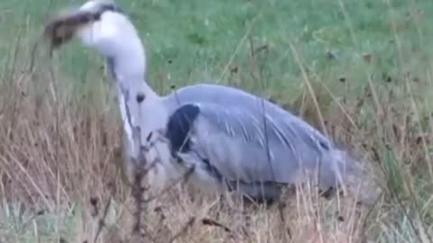 Bird Eating Time