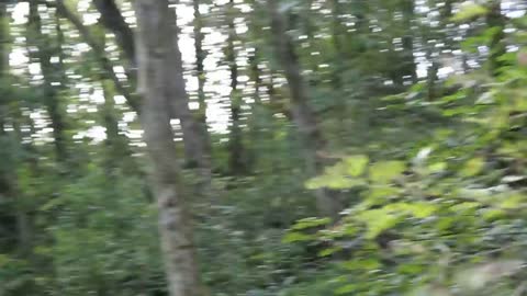 Bigfoot family caught on camera