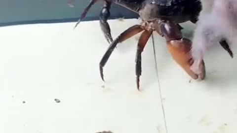 Rat fights off crabs in a cage fight