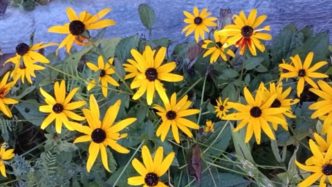 Black-eyed Susans