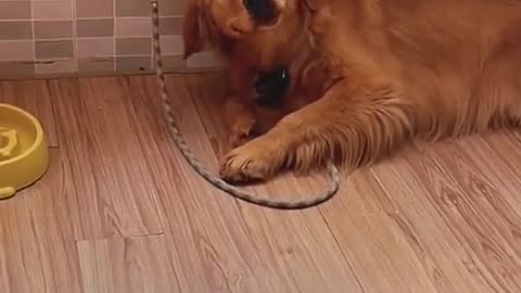 Dog cries when owner forgot to buy his food