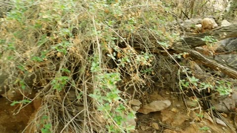 Palo Verde Trees Creating A Wild Looking Habitat