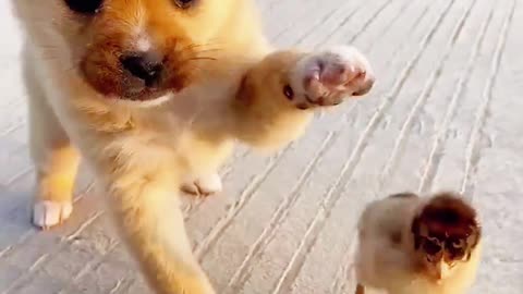 cute dog