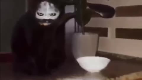 Cat sneezed into a bowl of flour