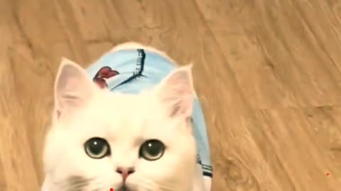 Your little cutie suddenly appeared. #cute #kitty #shortsvideo #animals #cat #shortsyoutube