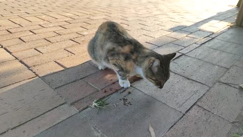 Cute hungry cat looking for food among green grass