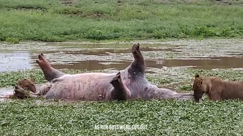 Angry Hippo Crushes Lion's Head And Show It Who's Boss