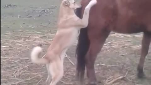 Horse's Kick Vs The Dog's Sad End | Fail Of The Month | Funny Trends