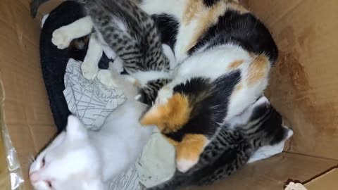 Cute kittens are playing. Mother caressing her kittens.