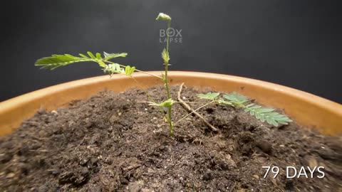 1157 Days in 8 Minutes - Plant Time-lapse COMPILATION