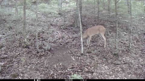 Trail cam 1 6-10-2022