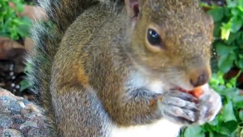 The squirrel is very hungry.