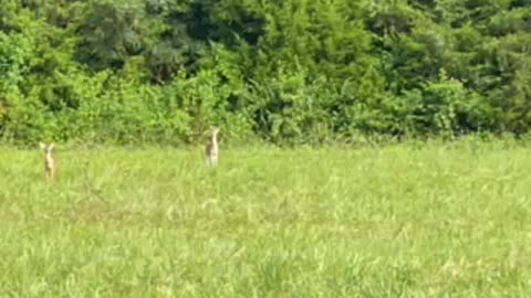 Two baby deer this morning!