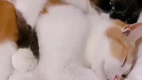 Purrfect Harmony: Adorable Affection Between Two Loving Cats