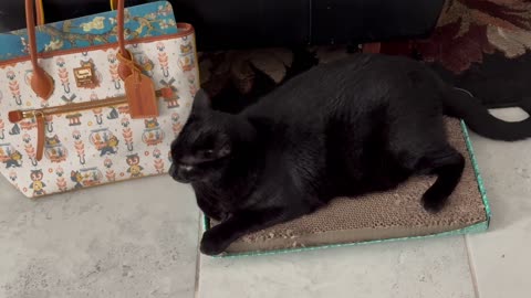 Cute Precious Piper Guards the Computer from Her Tuffet - Adopting a Cat from a Shelter Vlog