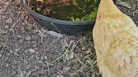 OMC! Whitey the hen defends her blade of grass from Orpington number four.