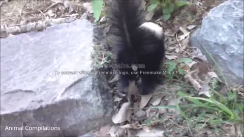 funny skunks