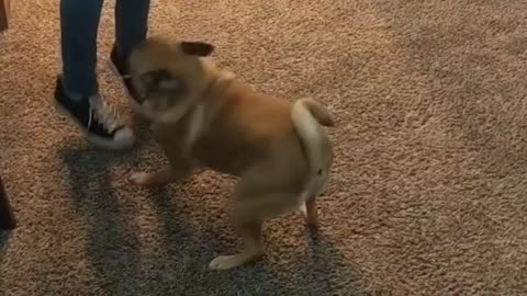 Dog flips out over jumping kid