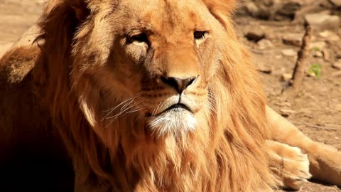 The Majestic Beauty of a Long Hair Brown Lion video (2023)|😑😗😙