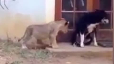 funny dog ​​video beware the lion