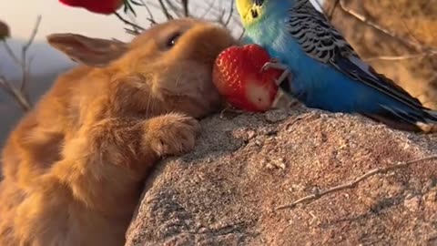 Cute Rabbit Eating Strawberry 🍓baby rabbit