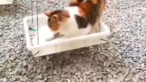 FUNNY & CRAZY CATS and DOGS 🐱🐶 Funniest Cute Animals Videos 2023