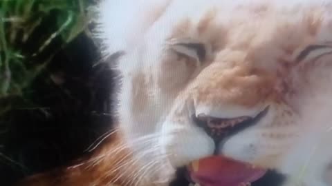 MONKEY baboon and lion in south AFRICA