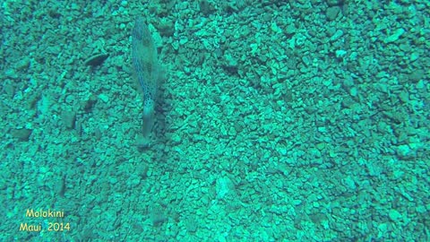 Tourist snorkeling at Molokini (Maui)