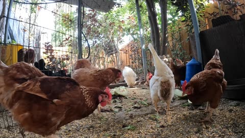 Backyard Chickens Fun Relaxing Video Sounds Noises Hens Roosters!