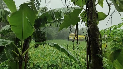 Refreshing rain